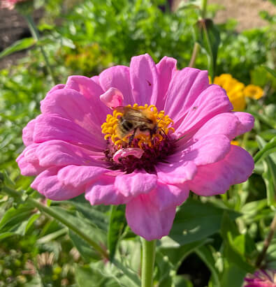 L&D Gardening Club