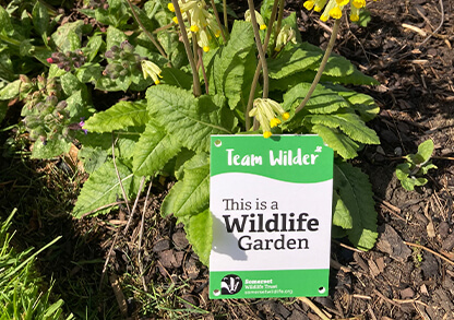 Encourage wildlife to your garden